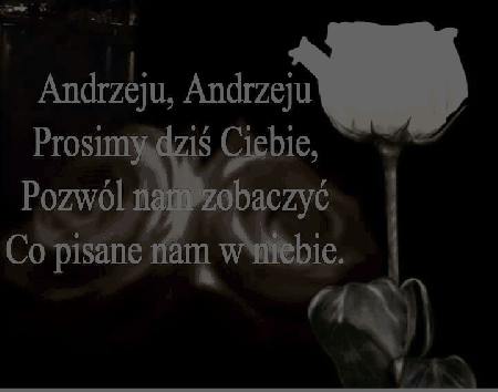 Biało różowa róża na andrzejki